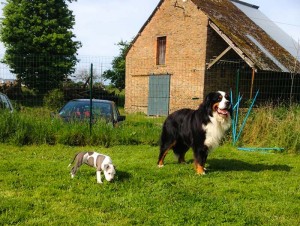 chiot-american-staff-bouvier-bernois