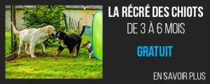 La recre des chiots