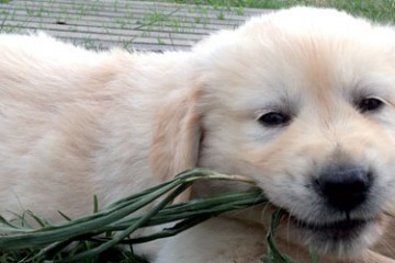 chiot-apprentissage-solitude