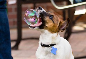 photobomb-chien-bulle