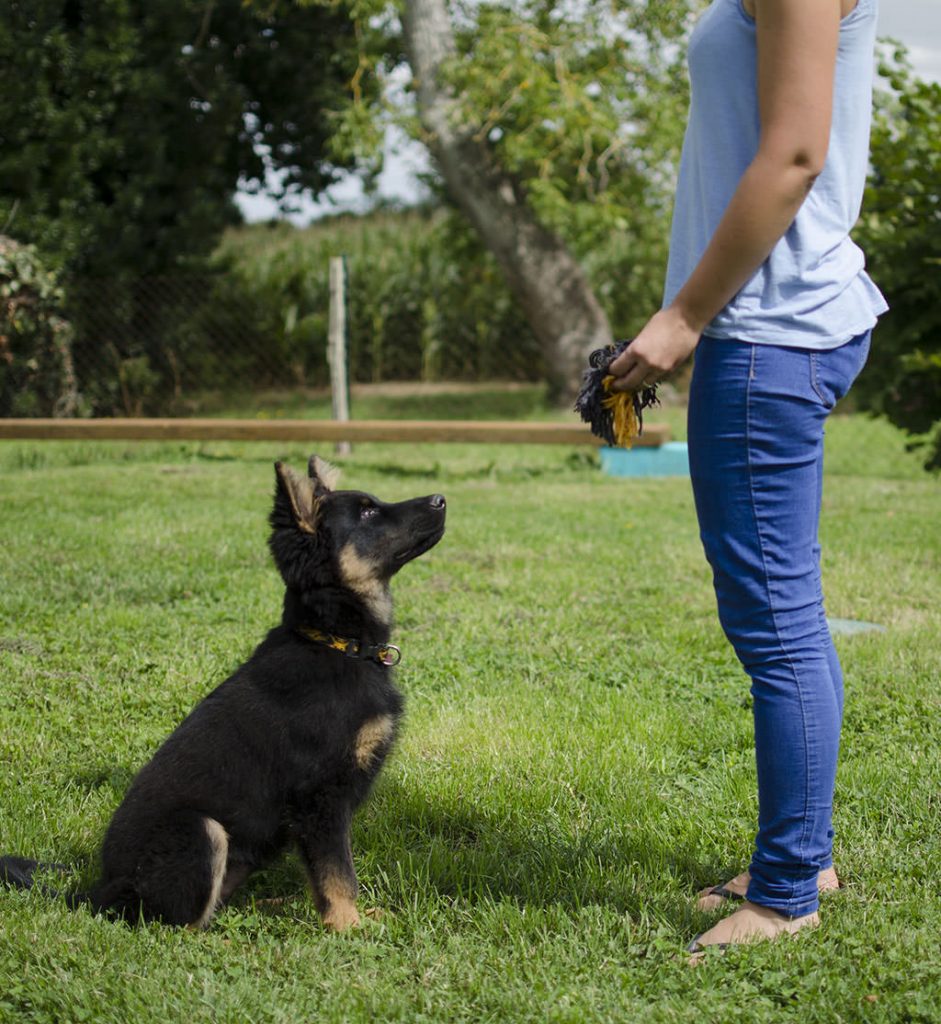 classe-des-chiots-novak_mini