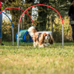 cavalier-king-charles-hoopers-agility